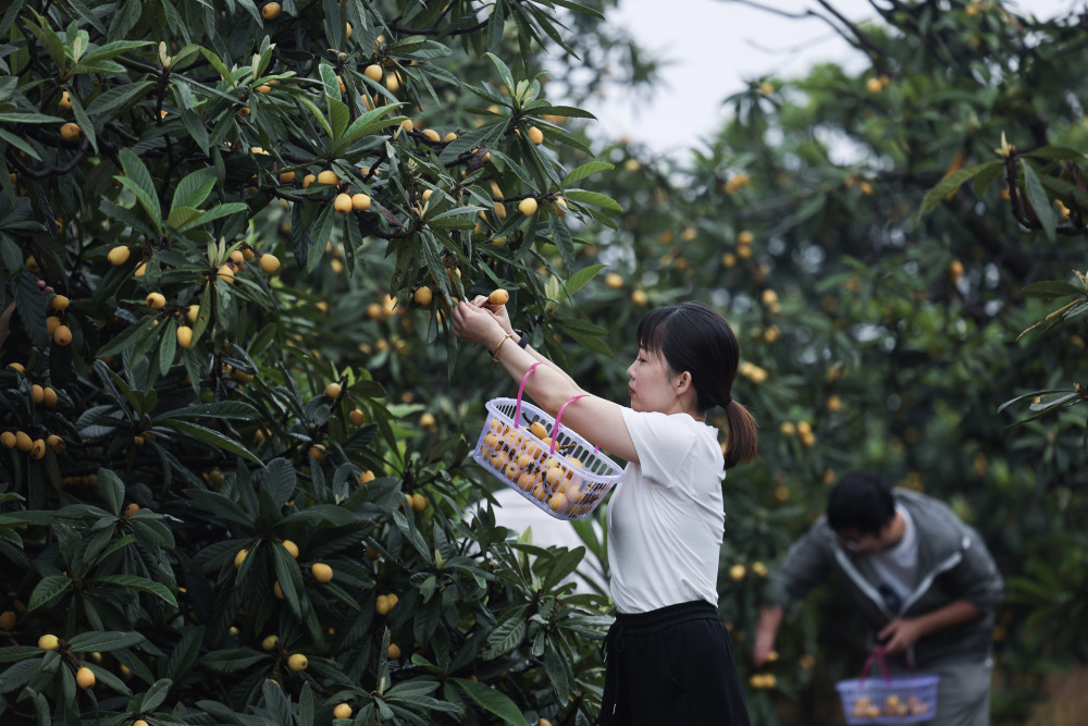 在杭州市临平区塘栖镇塘北村的露天枇杷种植园,游客采摘成熟的枇杷
