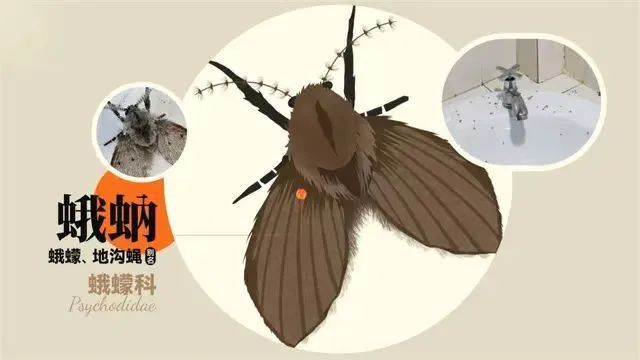 可携带多种致病菌这种飞虫在全国各地均有分布它就是蛾蚋(ruì)尤其在