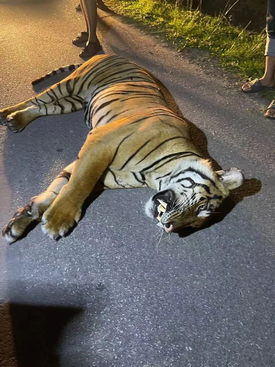 老虎横穿马路时被撞死,行车记录仪曝光