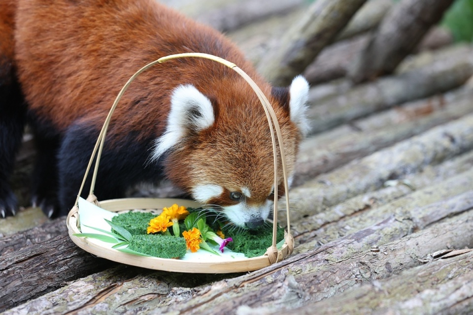 动物喜欢吃的食物图片图片