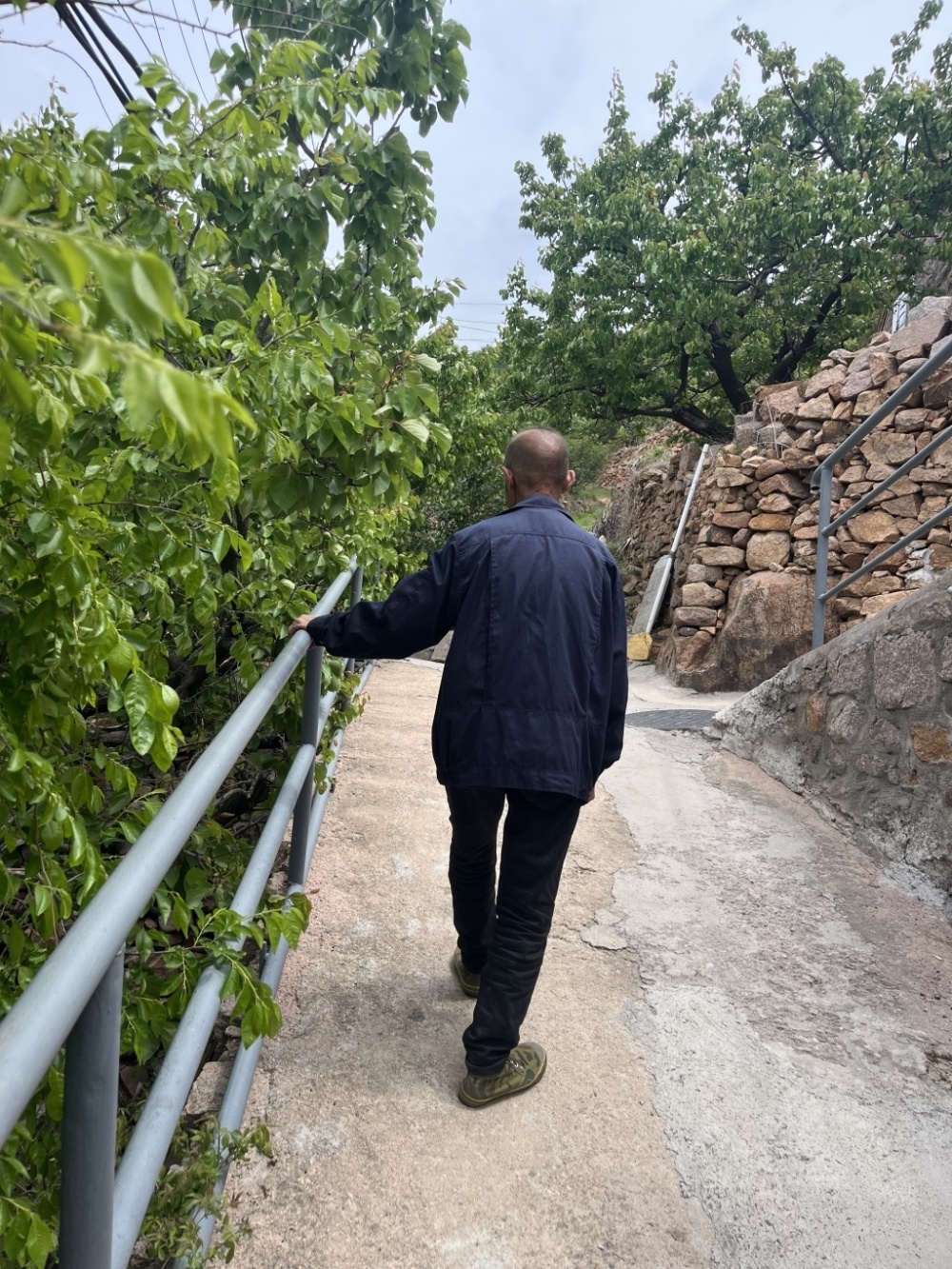 今年樱桃丰收了,阎大爷却摘不动了.