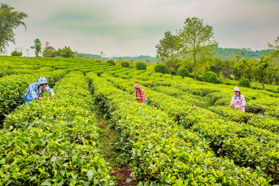 7公顷(1000亩),分有古劳银针种植区,花海茶园,生态园,八角种植区和制