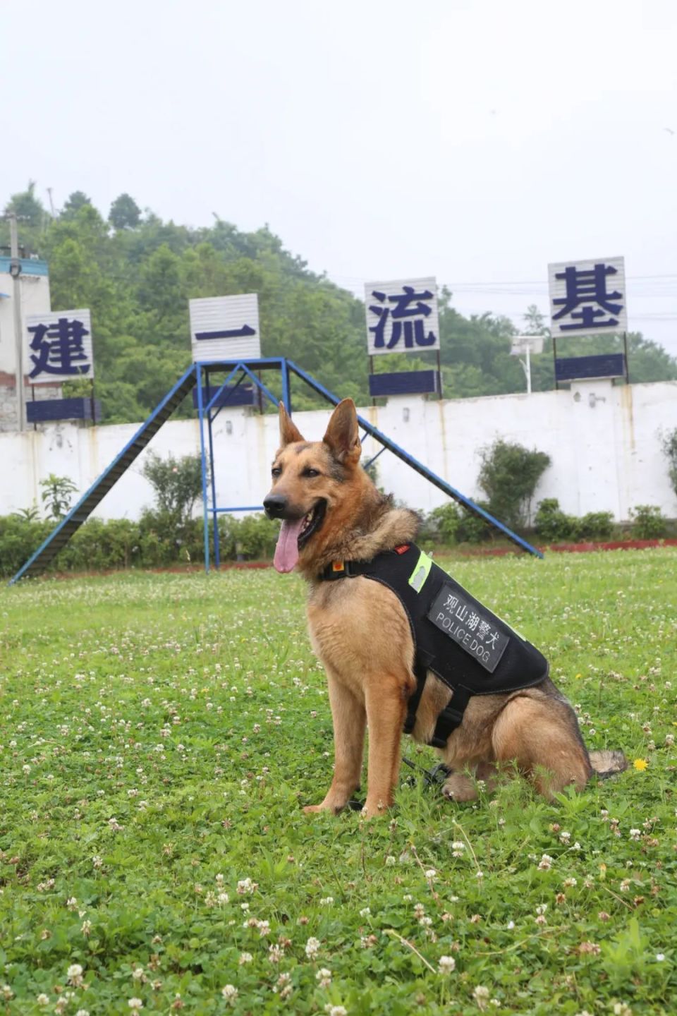 广州警犬训练基地图片