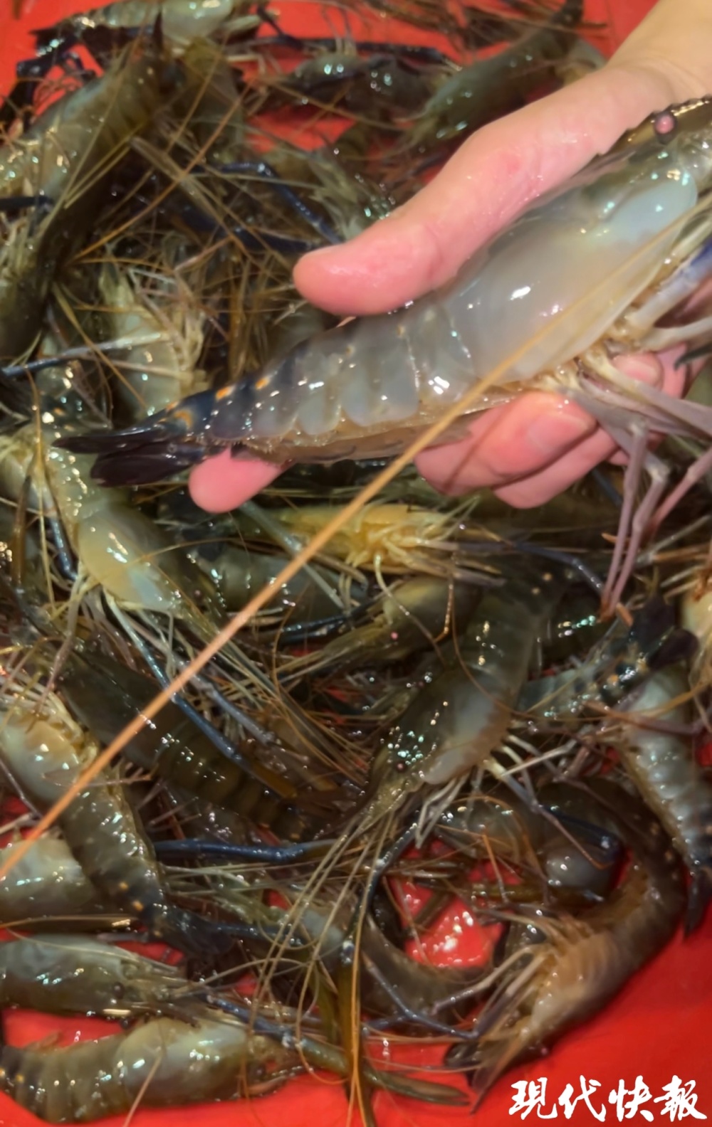 "太湖一号"大虾苏州抢鲜上市,每公斤190元