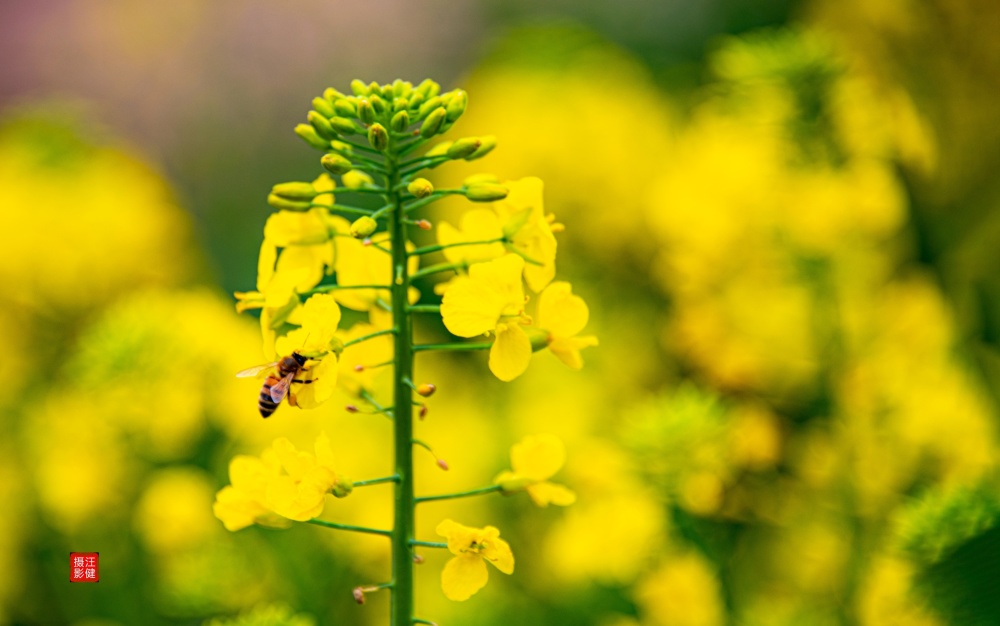 又见菜花黄