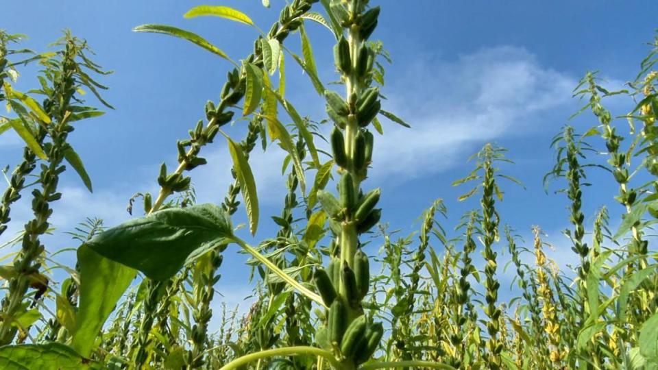 河南镇平:歪嘴芝麻"榨"出文化经济双丰收