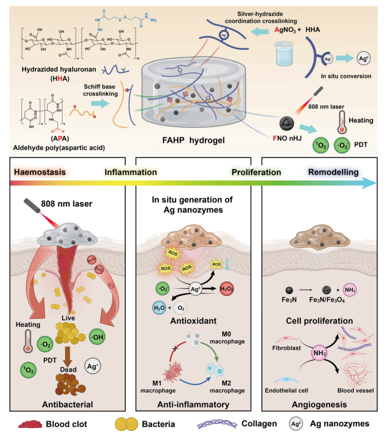抗菌敷料有哪些西安交大AM：新型自进化水凝胶敷料，为感染性糖尿病伤口愈合提供时空精准调控新策略_https://www.jmylbn.com_新闻资讯_第2张
