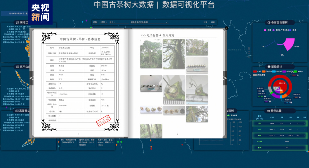 全国古茶树超5624万株 97%以上分布在云南