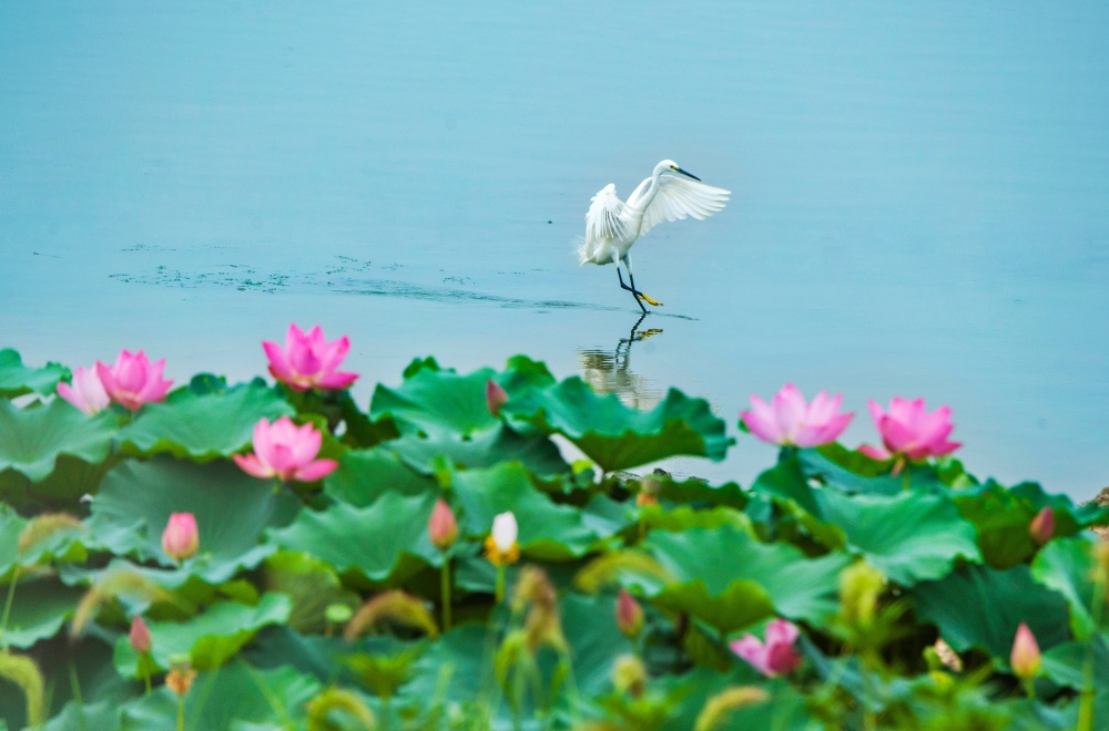 武汉东湖荷花图片