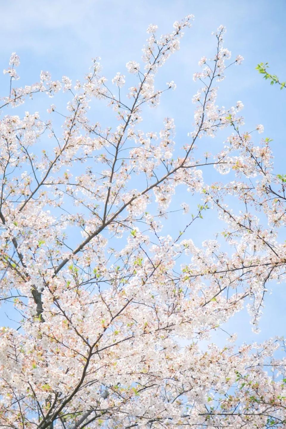 我在贵阳看到了冰雹和樱花同时落下