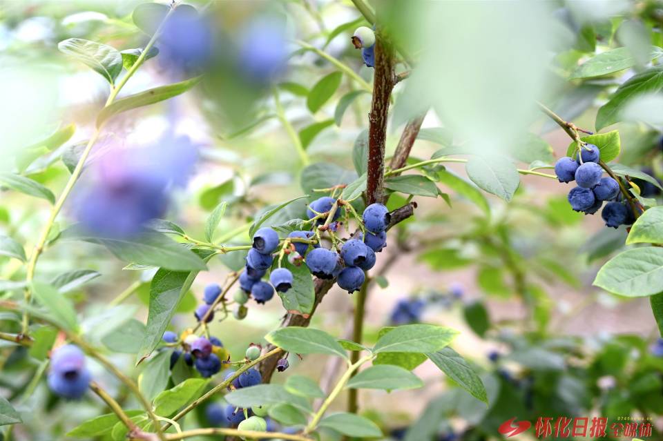 基地和27万多平方米连片种植示范基地,集基地内有富硒蓝莓品种达12种