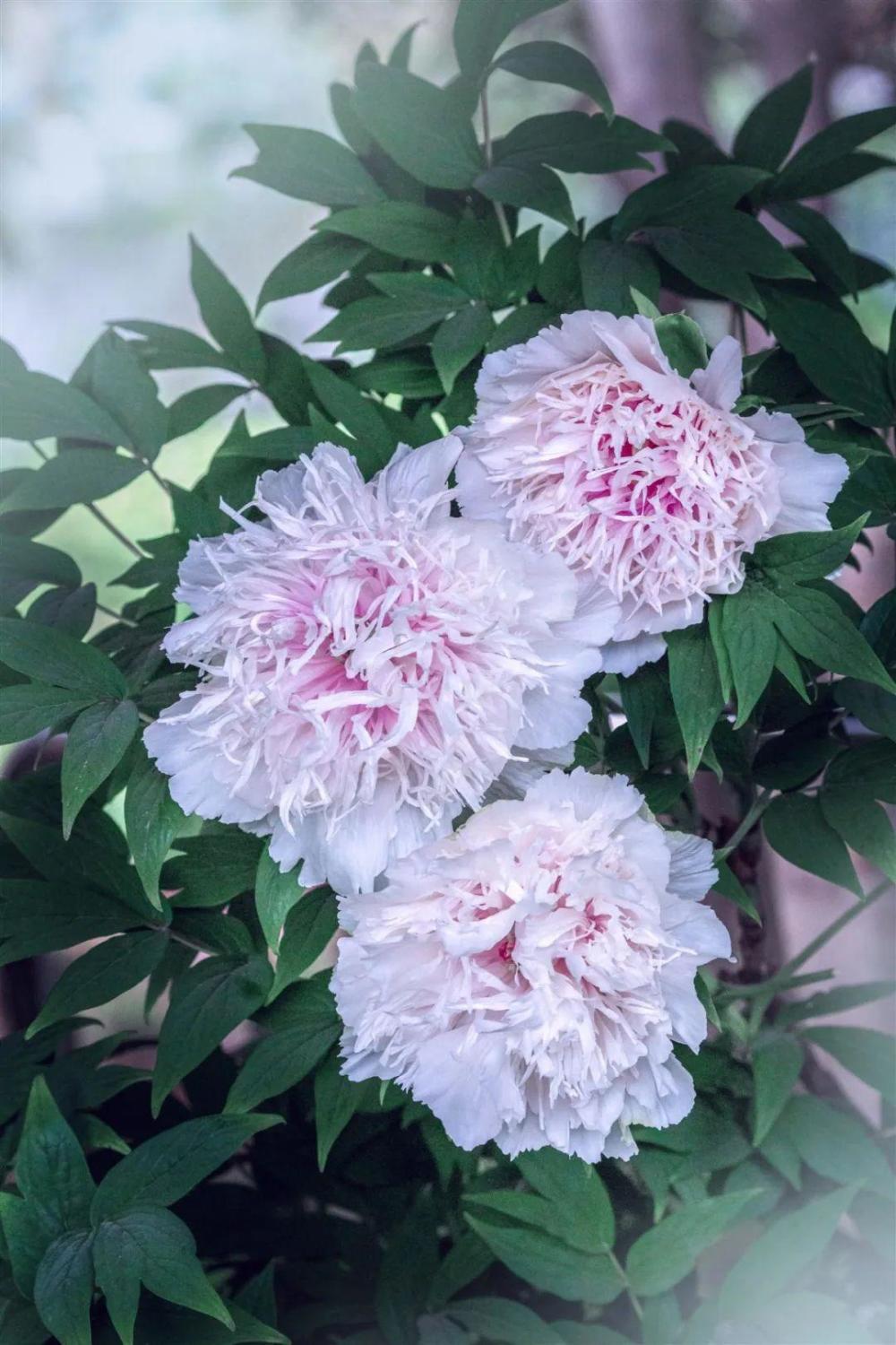 全国仅一株的稀有牡丹,"带刀侍卫"24小时守护,每人只能看30秒_腾讯