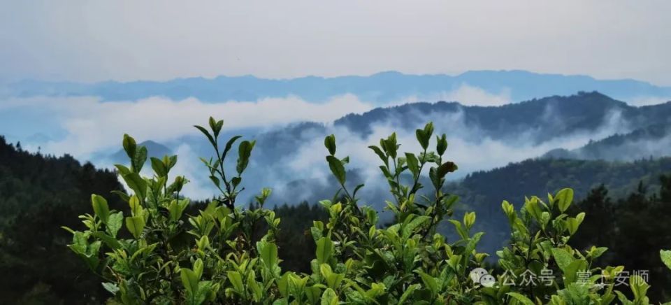 21℃的城市 360度的人生|平坝海巴塘,美在何处?春茶满山,只此青绿