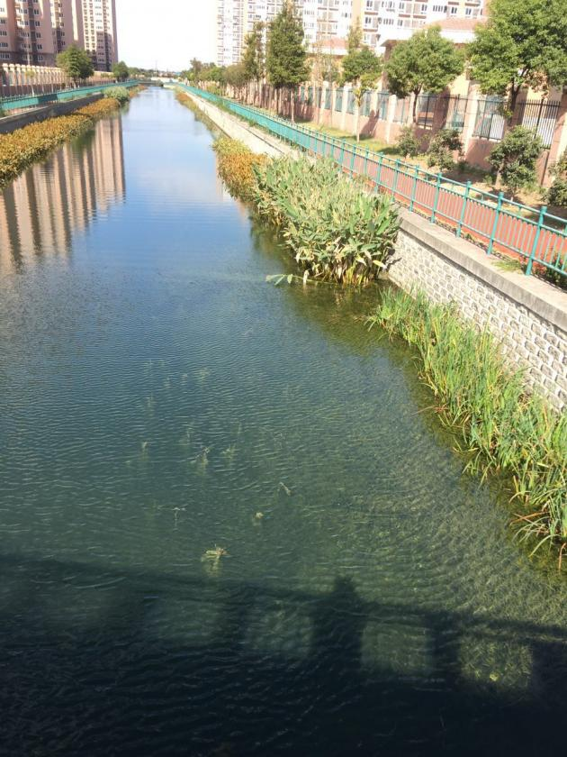 一汪碧水一眼震撼解码宝山这条河道为何水清岸绿