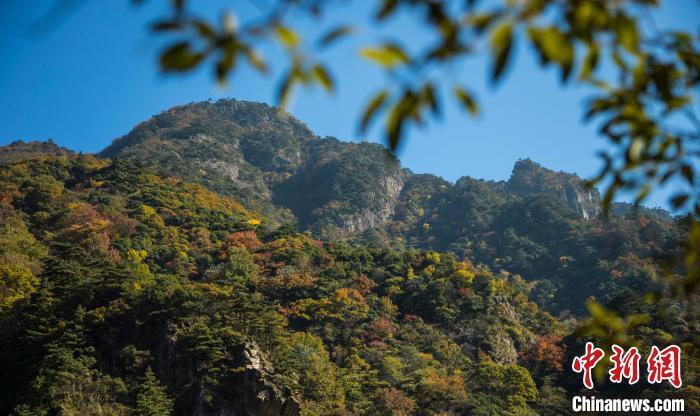 黑眉柳莺首次亮相浙江湖州:声音独特 身影难觅