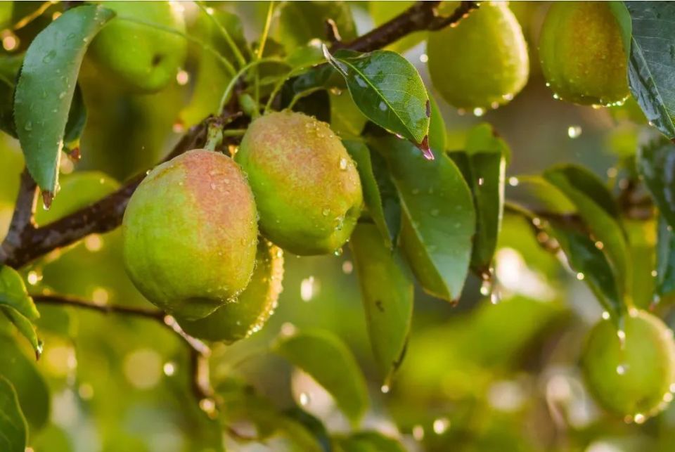 "梨中皇后"新疆库尔勒香梨,脆爽多汁,嫩到带皮啃!