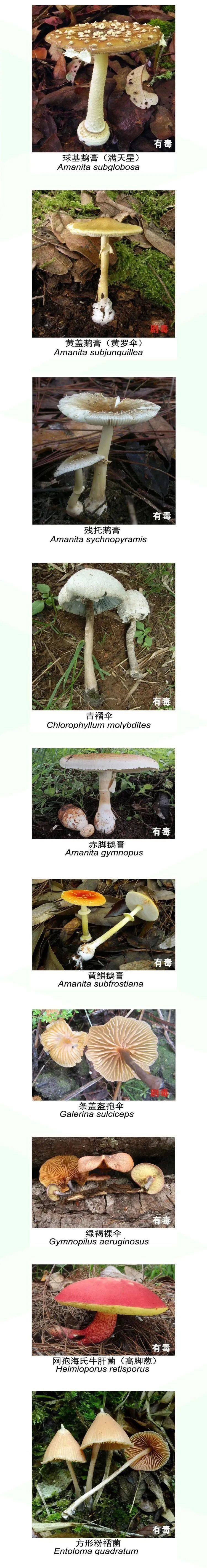 这些有毒野生菌种类千万不要采摘和食用