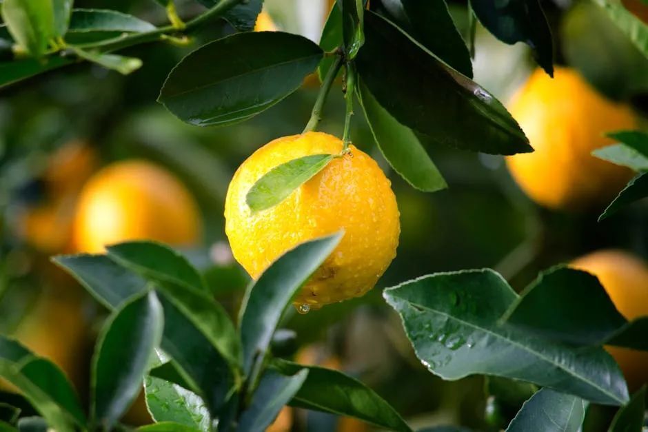 夏天水果饮料旺季，柠檬价格疯涨，贵族水果却降价！为啥？