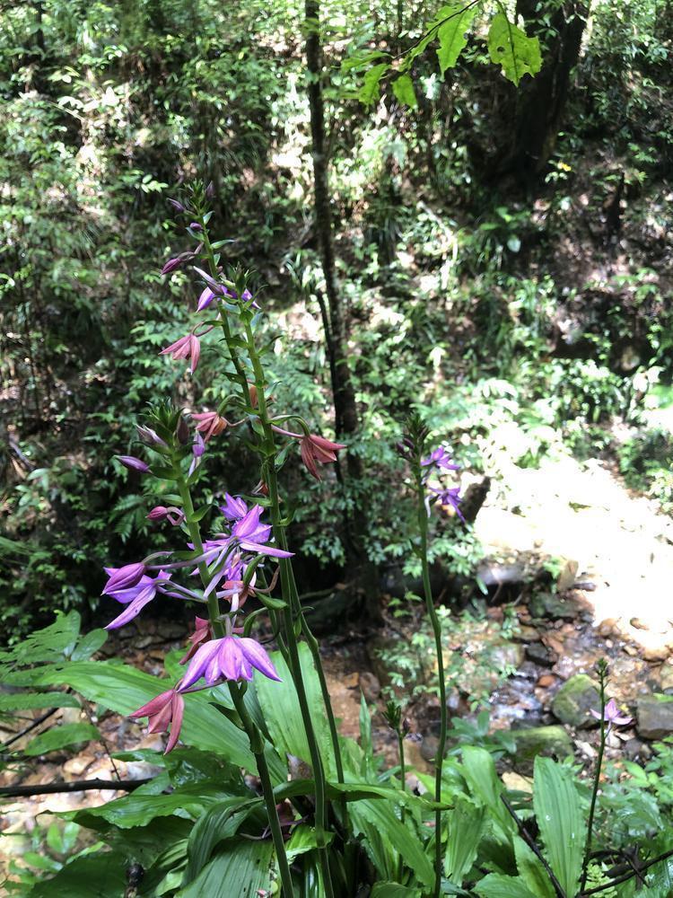 韶关翁源发现野生长距虾脊兰