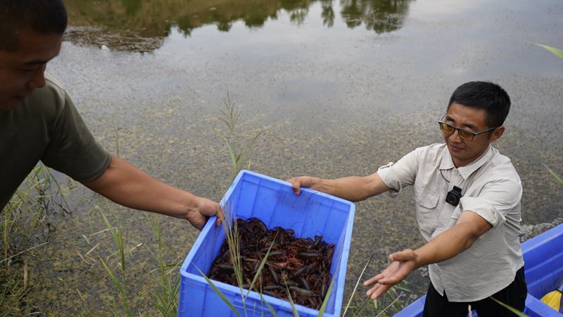 自2019年开始养殖小龙虾以来,高家沟便民服务中心虾蟹养殖基地规模