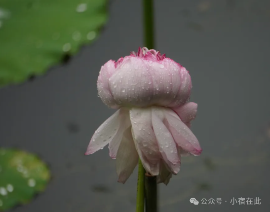 寻美宿州 | 宿州诗词里的夏天，美到心醉！| 520安徽文旅_腾讯新闻