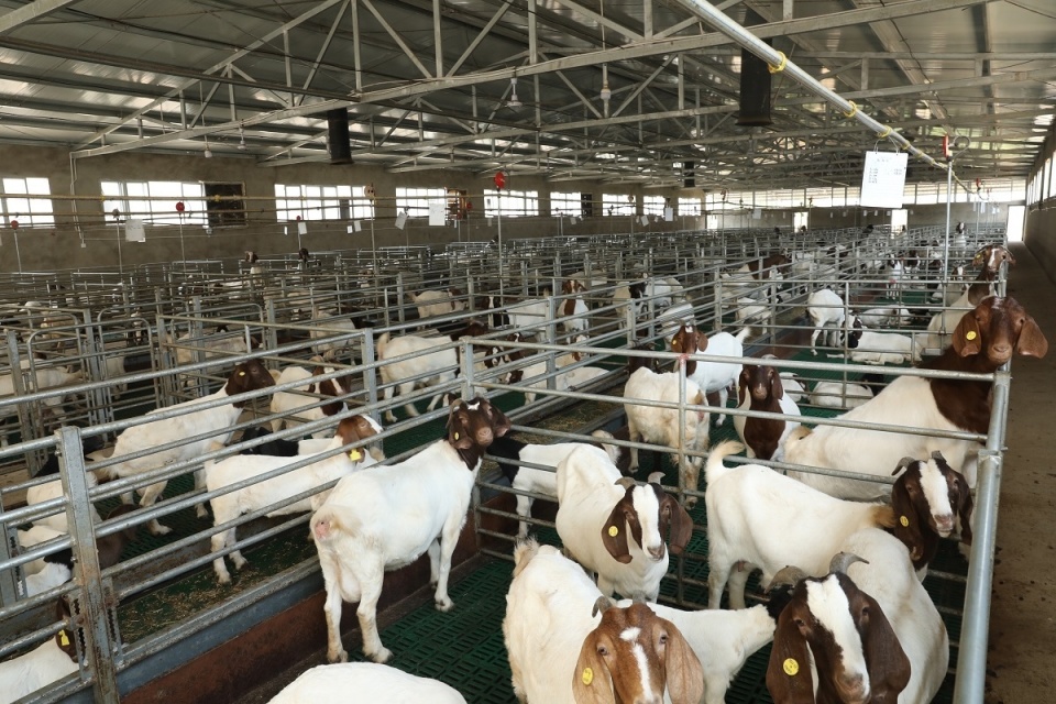 市州观察|畜禽销售量超过历史同期水平 绵阳畜牧业实现"开门红"