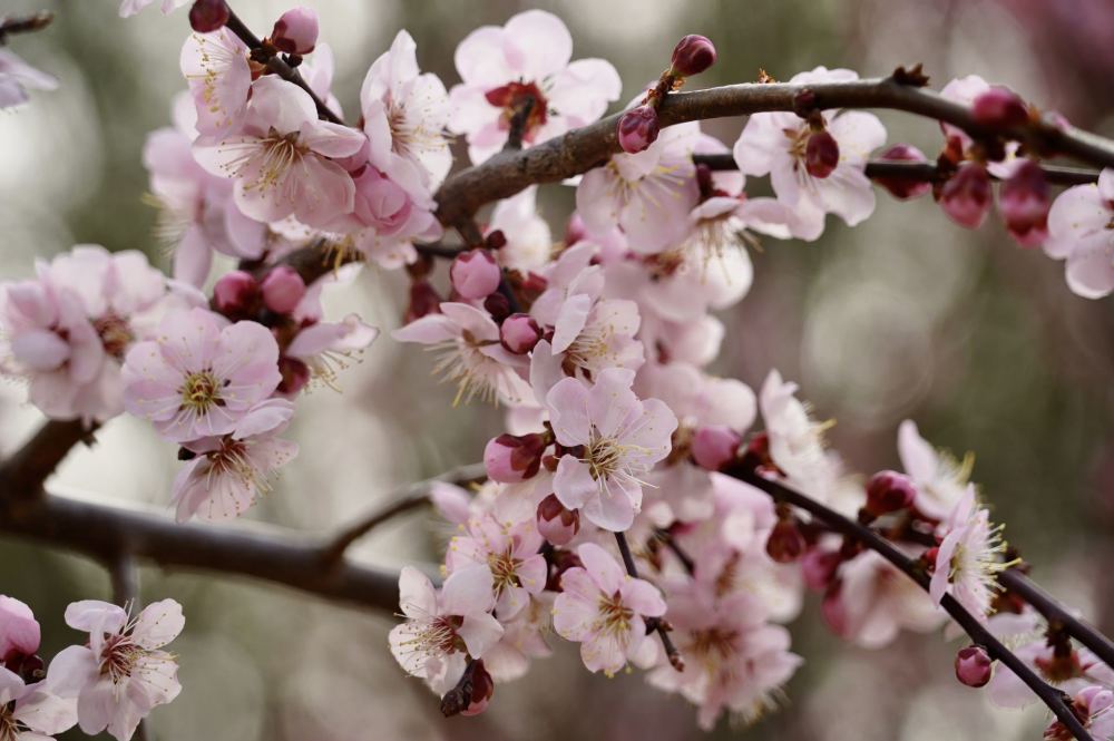 国家植物园首届桃花观赏季明天开幕，快来按图寻花语文阅读理解题都有病吧