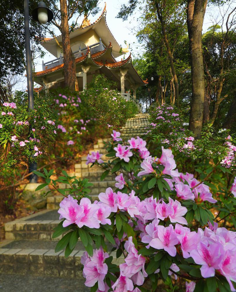在最美花路邂逅春天,广州白云山麓湖景区杜鹃盛放_腾讯新闻