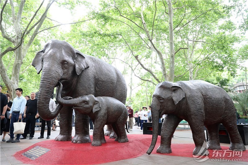 上海动物园建园70周年,大家怀念的老朋友"回家"了