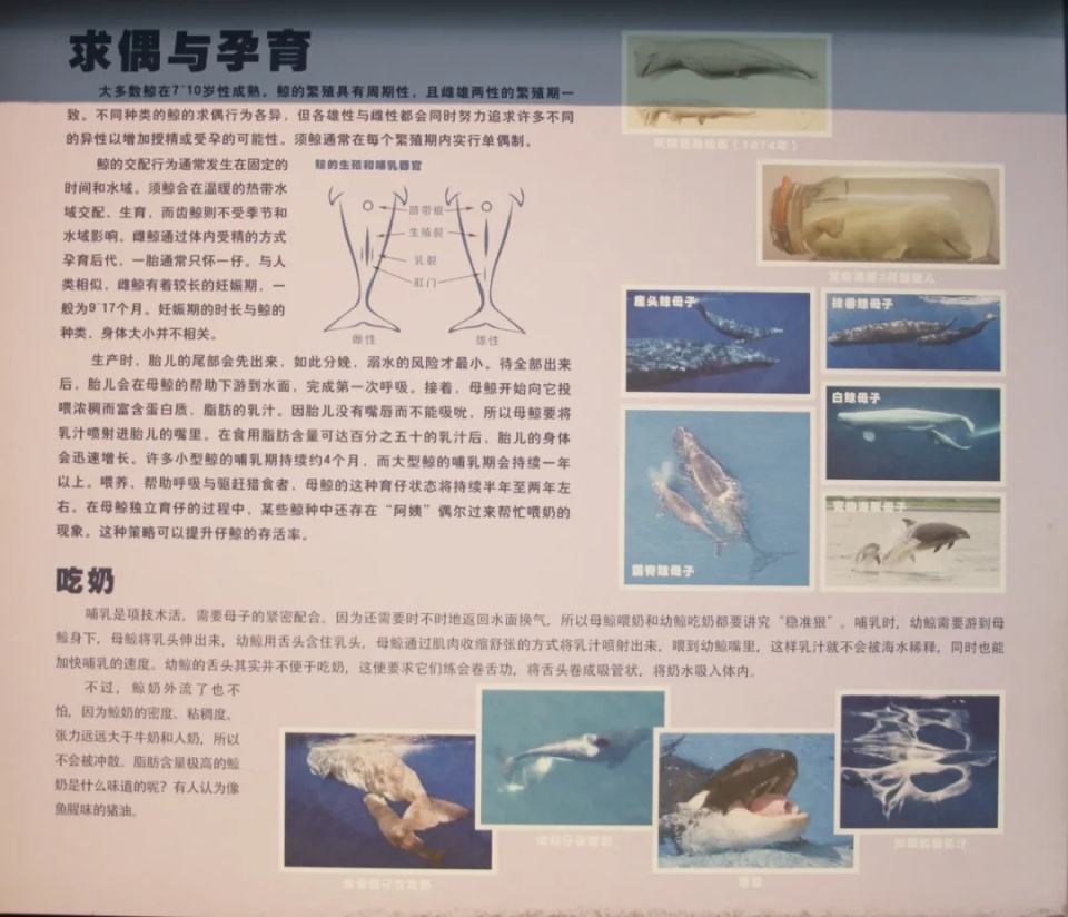 观展导引丨你所了解的鲸可能不止于此-腾讯新闻