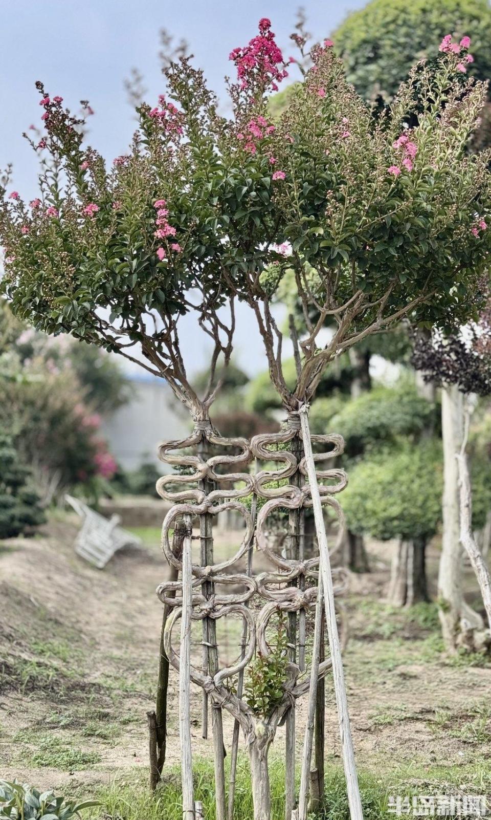 紫薇绽放,浪漫满园