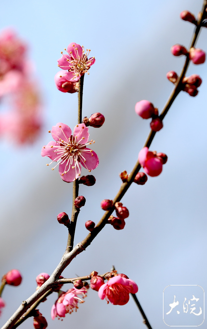 淮南:梅花绽放迎新春(组图)