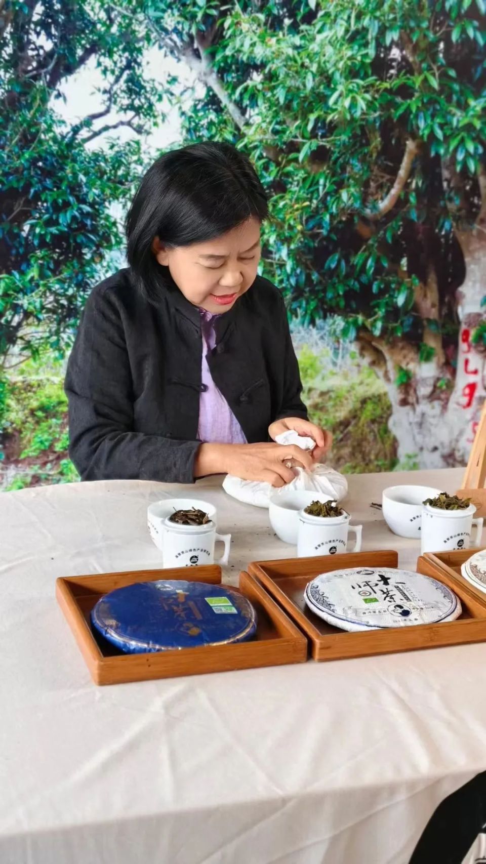 高黎贡山茶陈亚忠简介图片