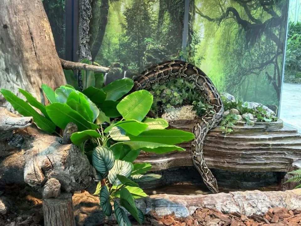 台州湾野生动物园蛇馆大翻新