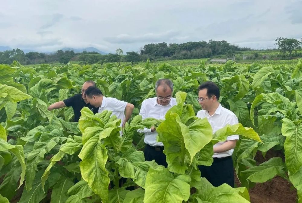 王德源,白云峰一行首先来到省烟科所南雄试验基地,实地查看所内烤房