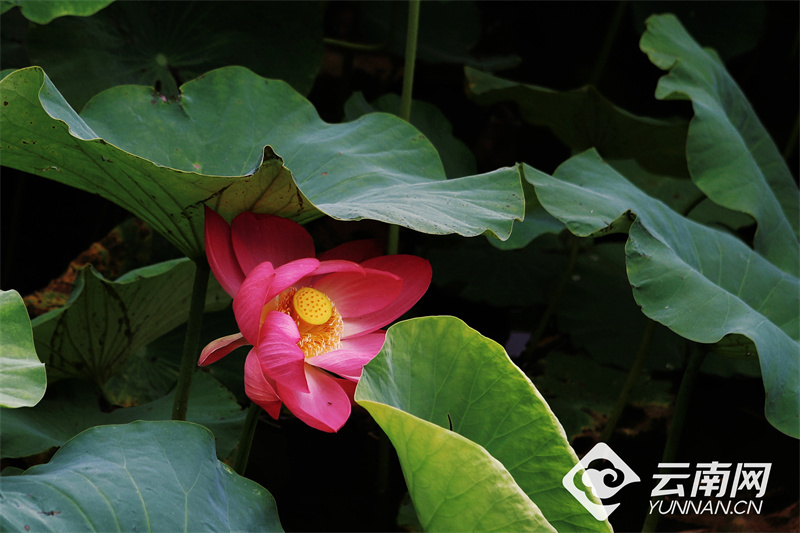 【高清组图】大观公园:夏日荷花初绽放