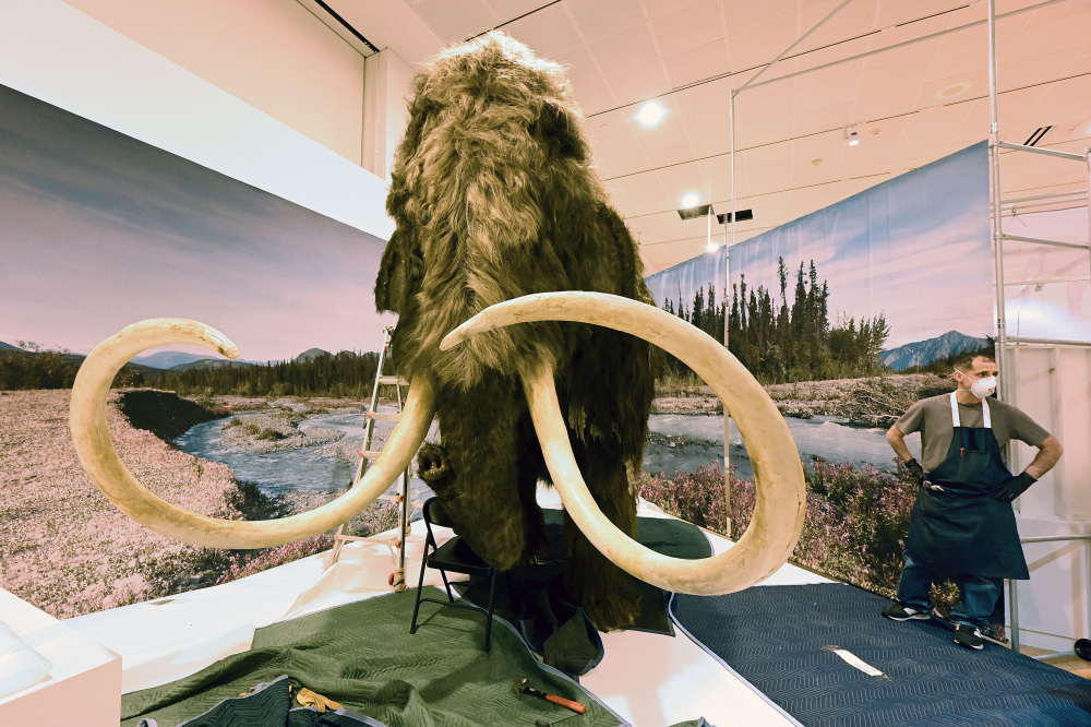 科学家有望2028年前复活猛犸象