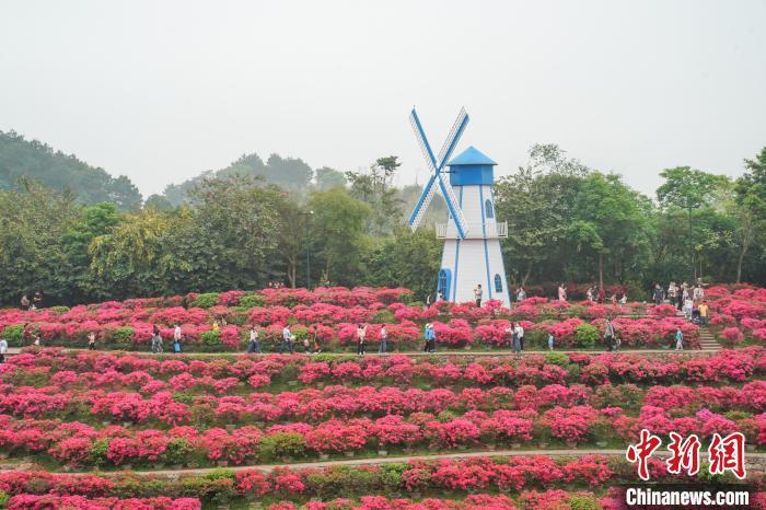 广西三月三假期南宁市民畅游叶子花花海