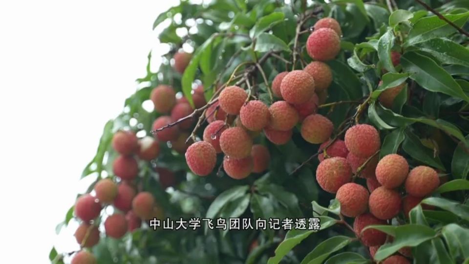 当荔枝遇上AI！看广东果农如何玩转“智慧种植”，让岭南佳果更香甜_腾讯新闻