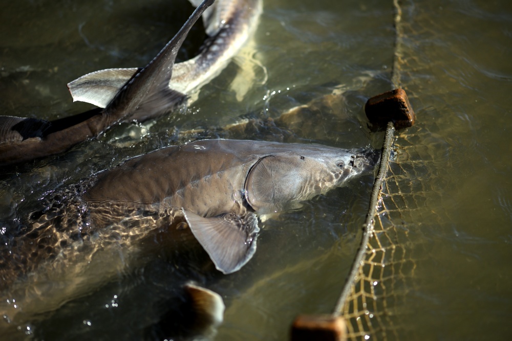 俄罗斯的鲟鱼孵化场(2)_腾讯新闻