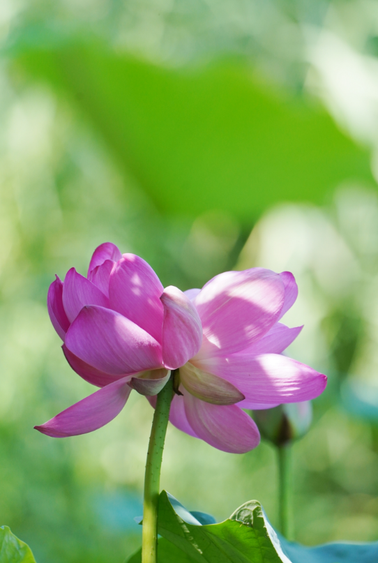 圆明园今夏第一朵并蒂莲夏至"上线"_腾讯新闻