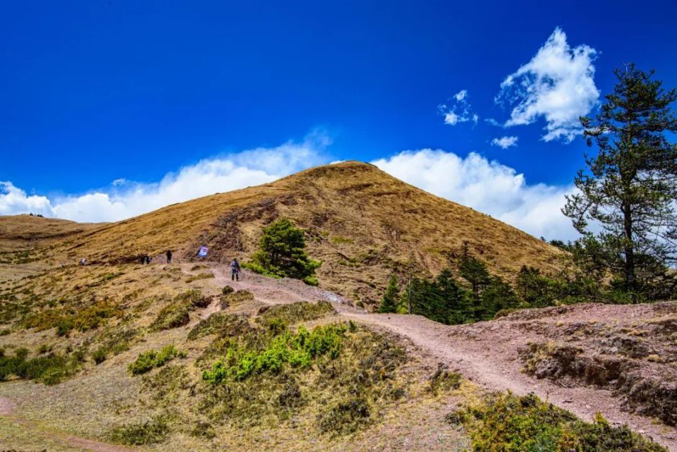 走进大姚小百草岭,赏多彩梦幻的杜鹃花海
