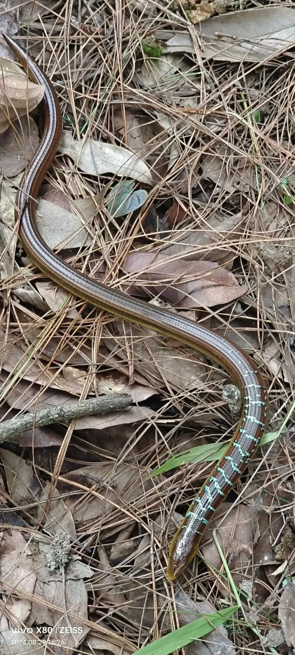 云南省文山州男子山中徒步偶遇罕见爬行动物 似蛇非蛇似蜥非蜥归属