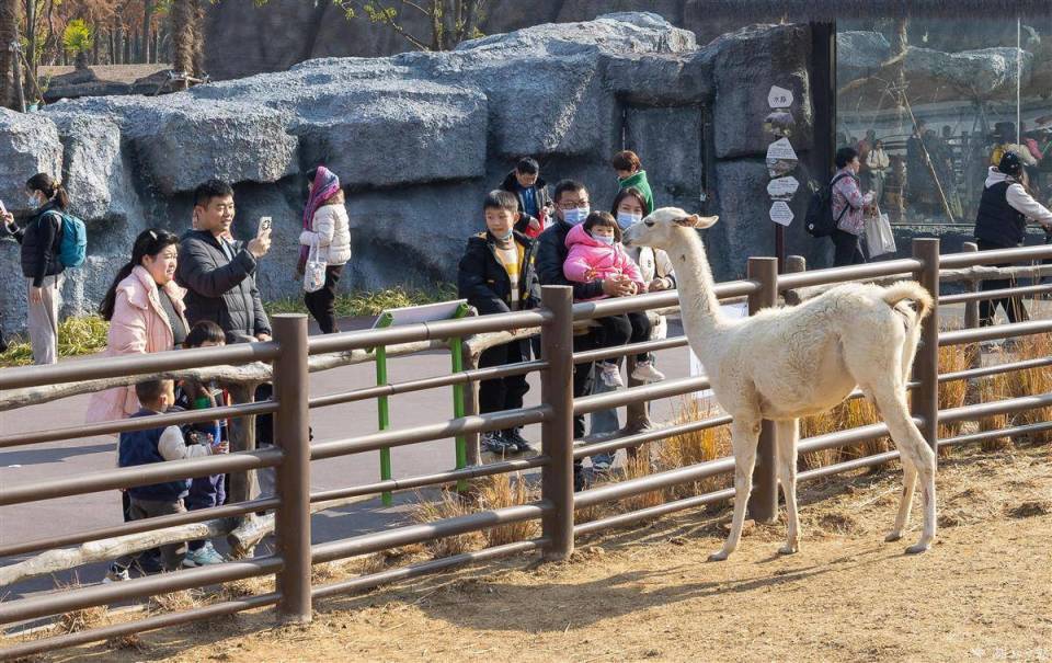 4万余人次游客游览武汉动物园