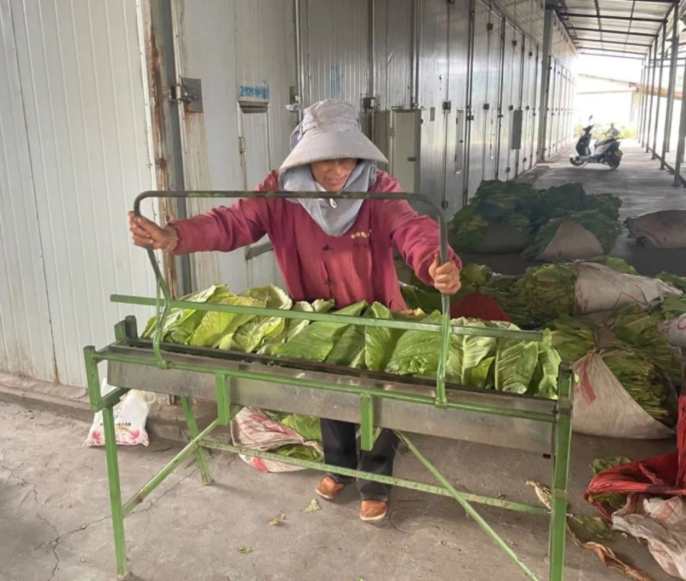 "目前正是烤烟下部脚叶采摘烘烤的时节,我们抢抓烤烟生产的时间节点