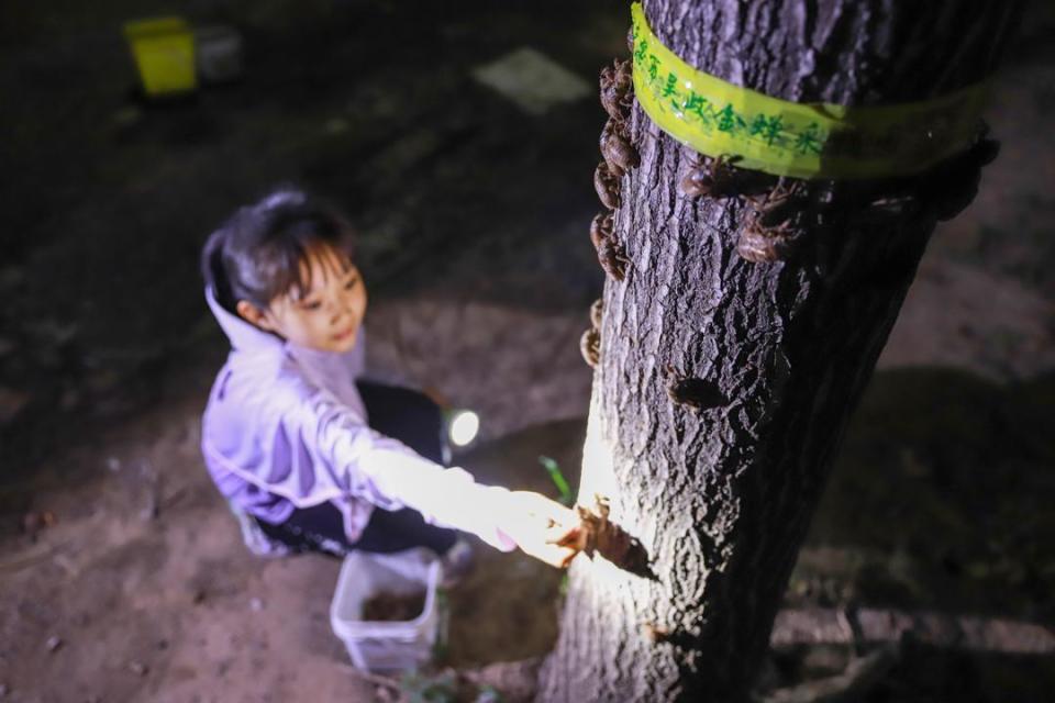 夏夜新趣味:采摘知了猴