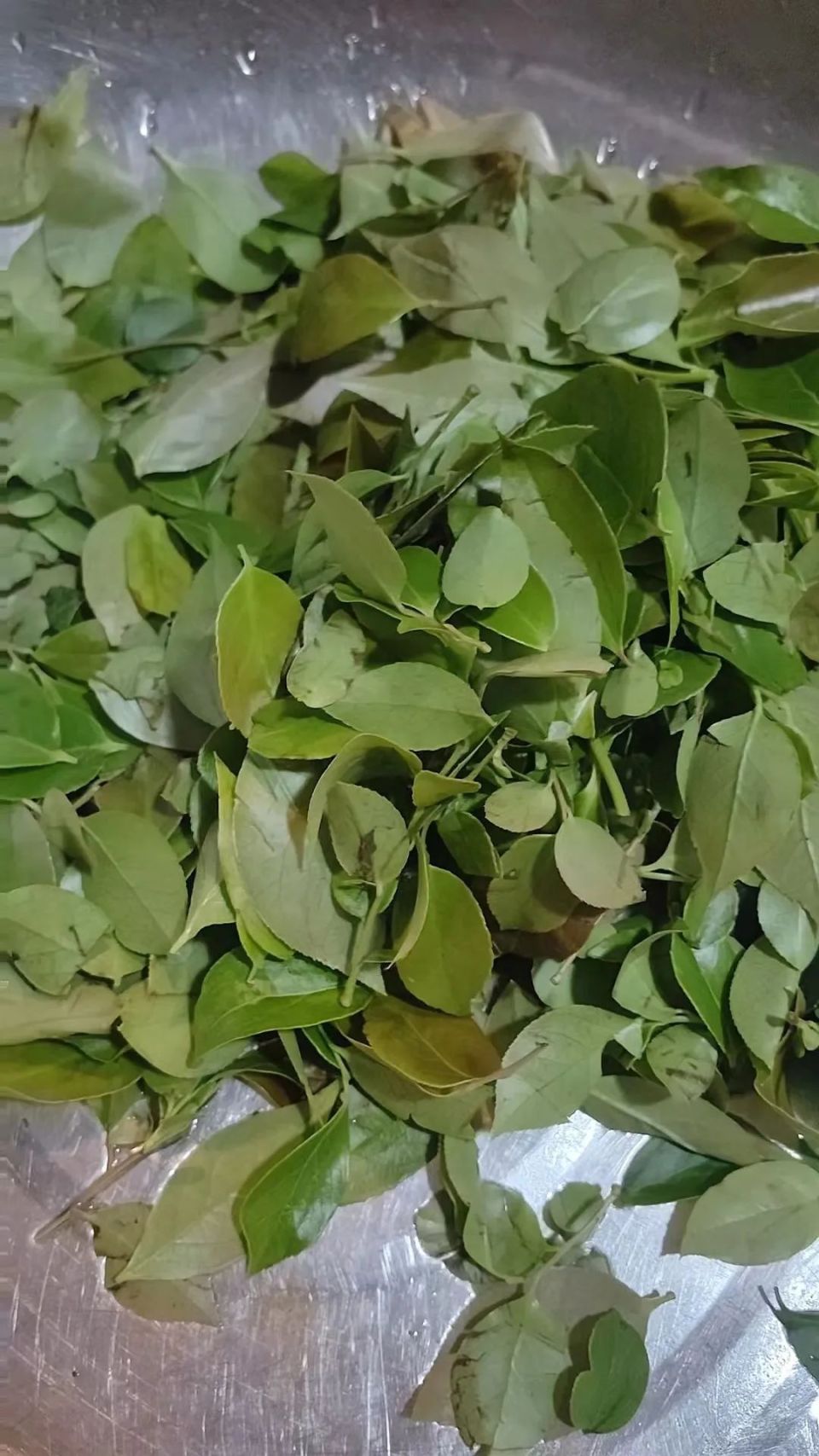 而是用上好的圆胖糯米,将乌饭树的叶子榨成汁,学名叫南烛汁,浸泡染色