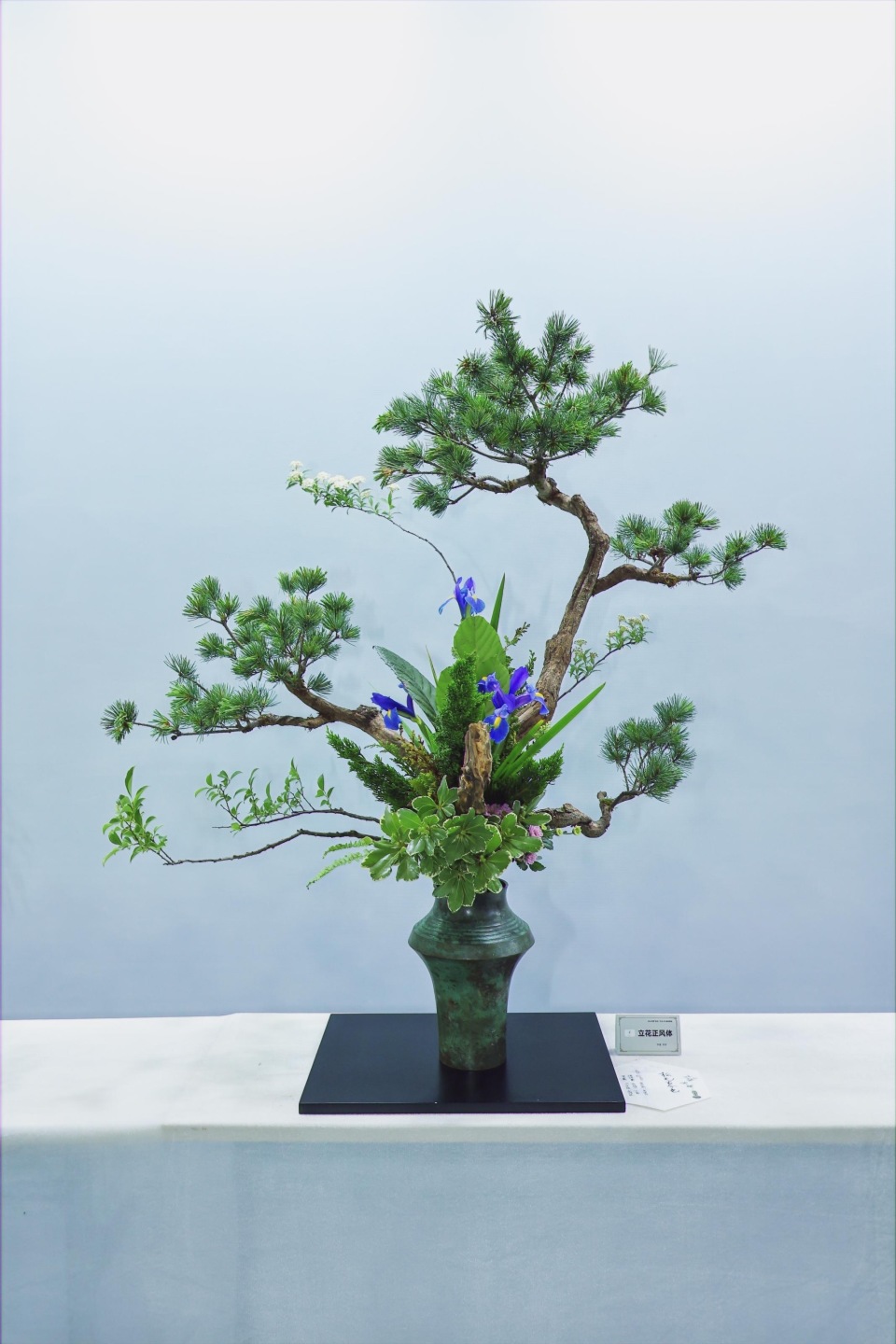 盆景 盆栽 植物 960_1440 竖版 竖屏