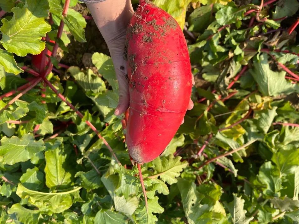 辣萝卜丰收啦!1毛钱一斤,等你来拔!