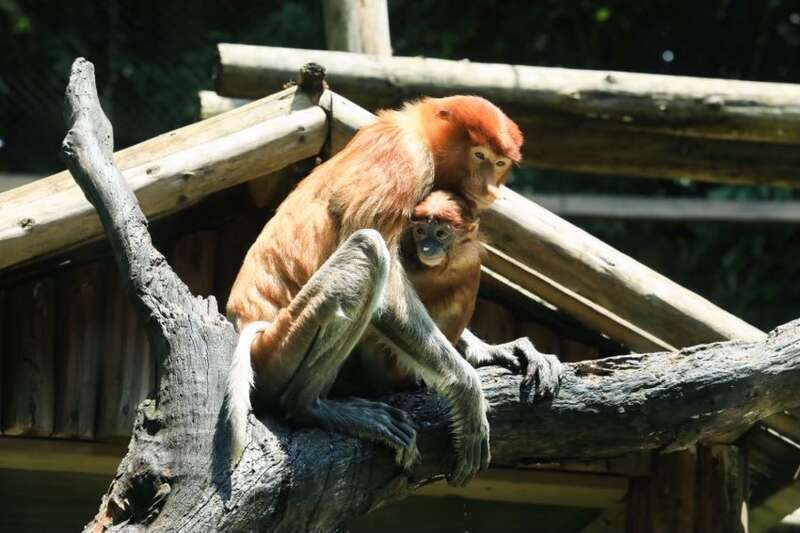 濒危动物长鼻猴幼崽羊城亮相_腾讯新闻